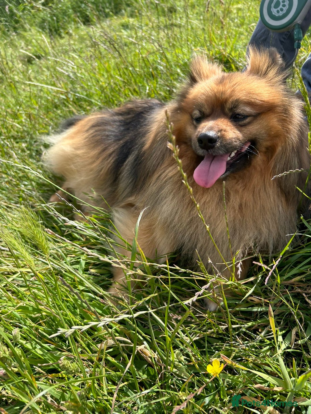 Pomeranian dogs for stud: German pomeranian for STUD - Image 3