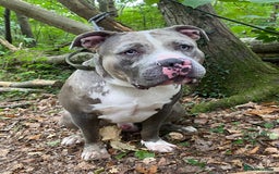 Cane Corso dogs for stud: Cane corso stud  - Advert 3