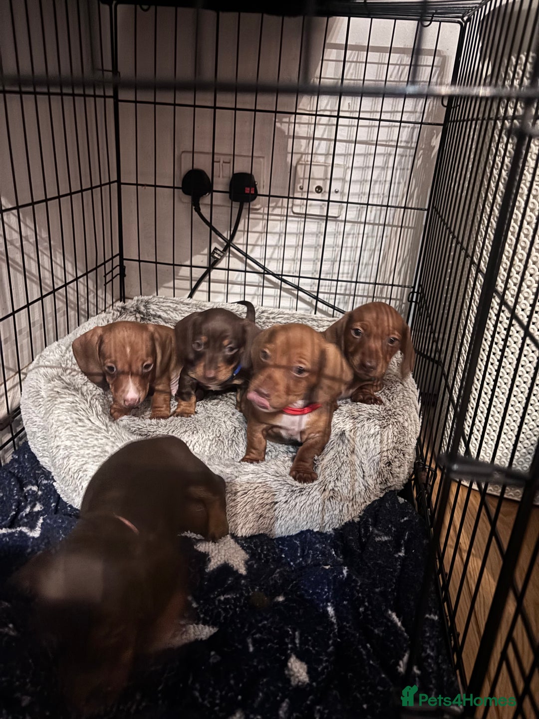 Dachshund dogs for sale: 2 red miniature dachshund puppies - Advert 8