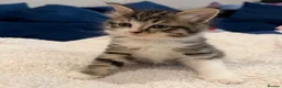 Mixed Breed cats for sale: Fluffy kittens for sale in West Byfleet - Advert 5