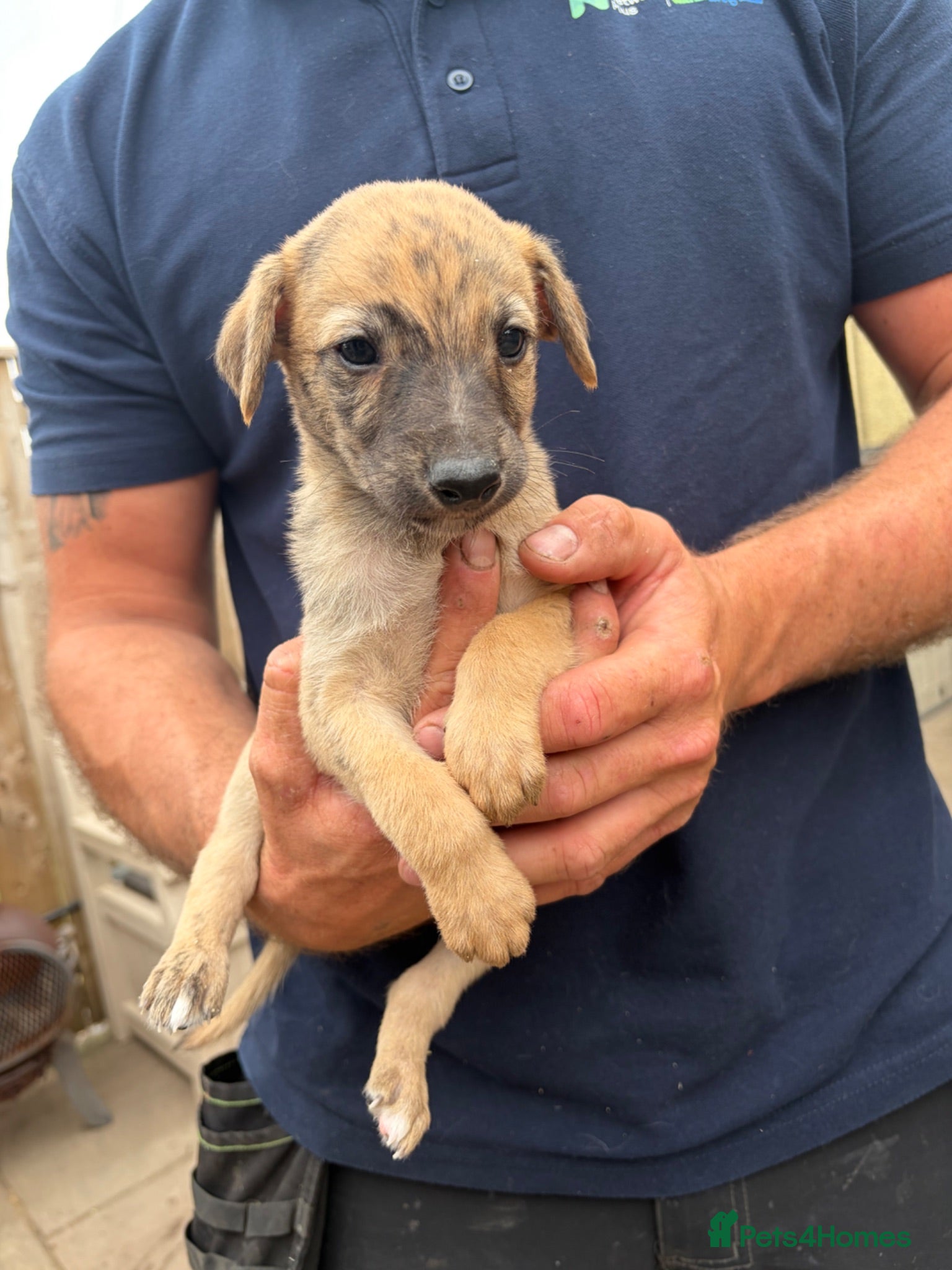Lurcher dogs Genuine 3/4 whippet 1/4 collie pups for sale  - Advert 18