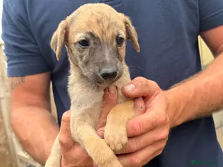 Lurcher dogs Genuine 3/4 whippet 1/4 collie pups for sale - Advert 3