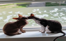 Cornish Rex cats for sale: Selling our beautiful Cornish Rex brothers - Image 2