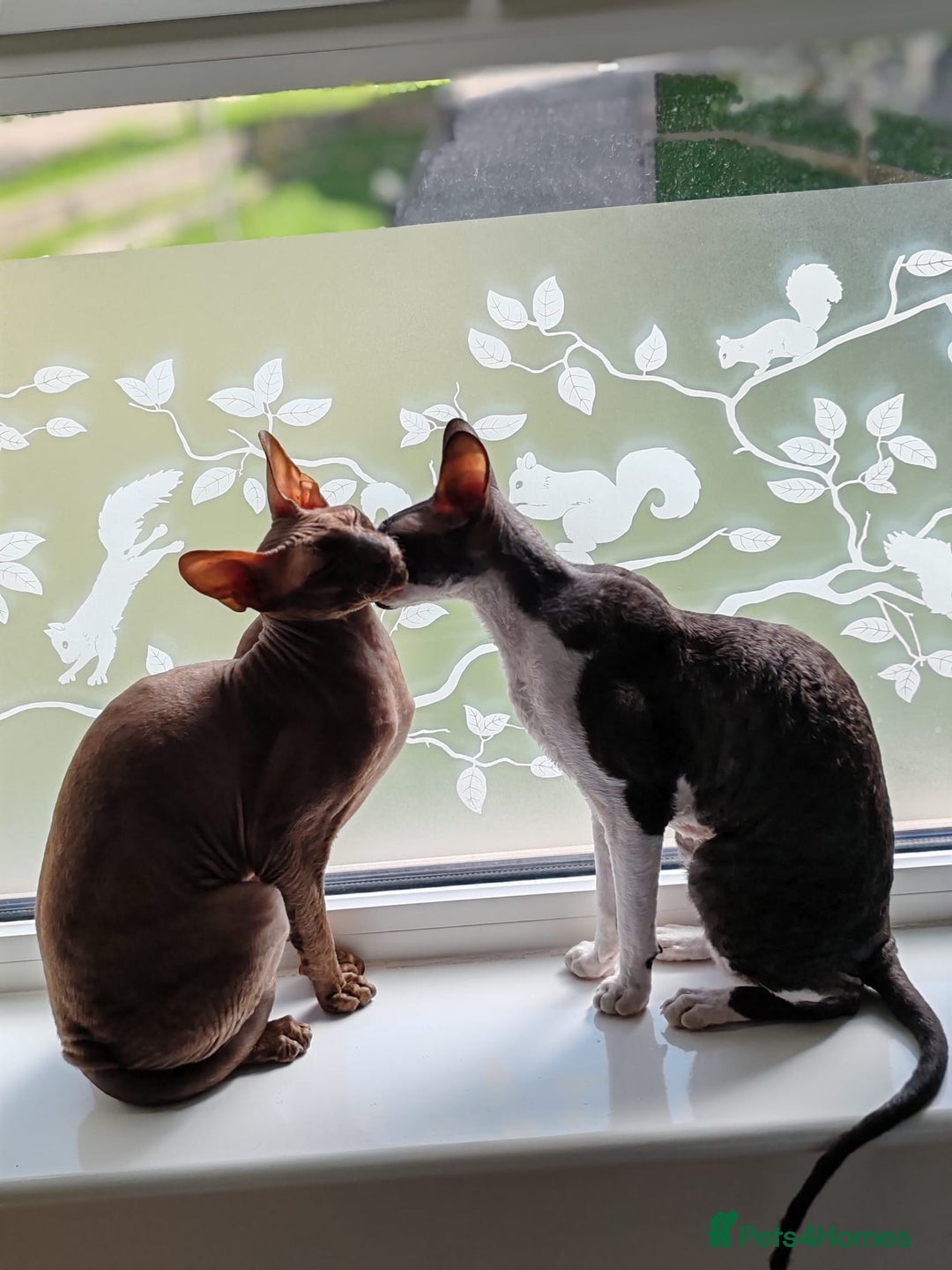 Cornish Rex cats for sale: Selling our beautiful Cornish Rex brothers - Image 2