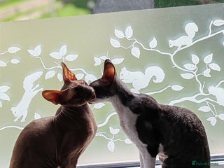 Cornish Rex cats - Advert 1