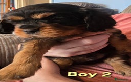 Cavalier King Charles Spaniel dogs for sale: Stunningly beautiful Cavalier King Charles Puppies - Advert 10