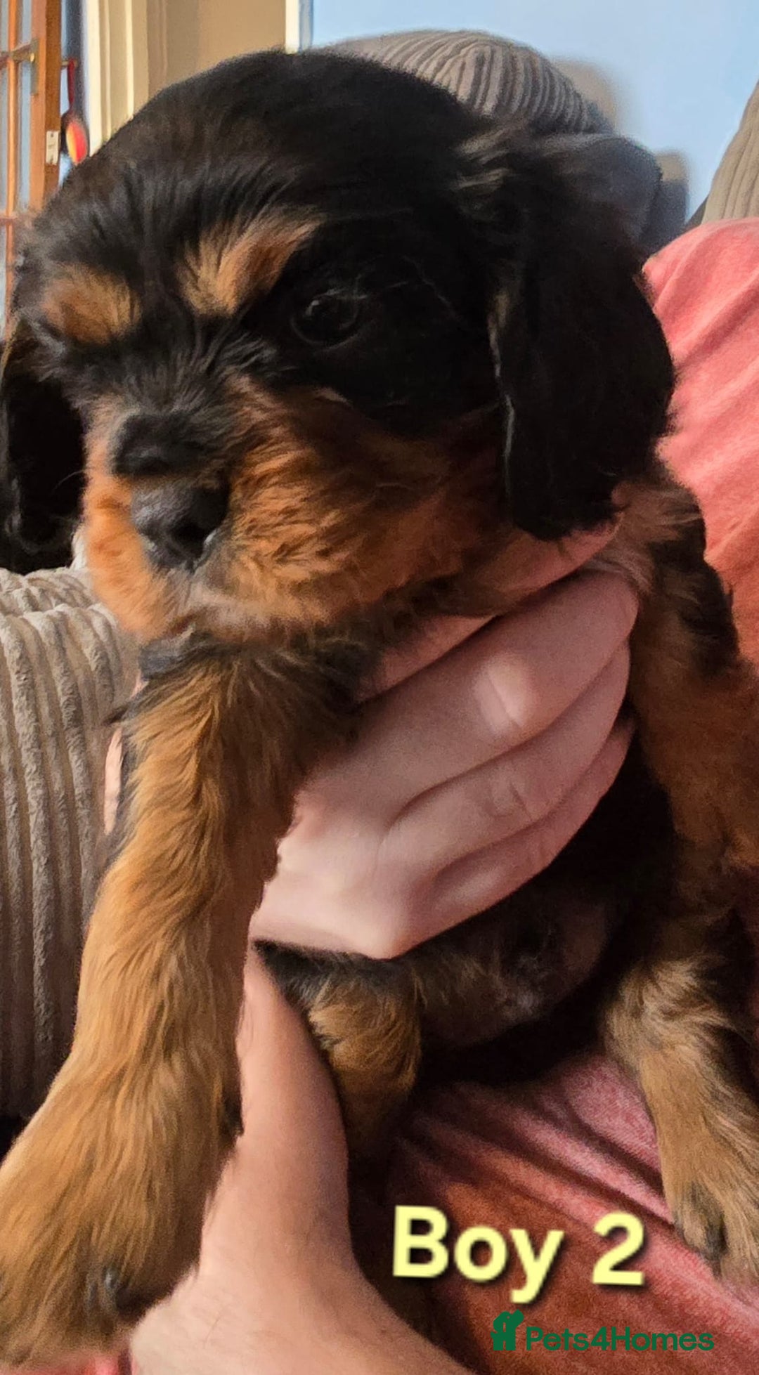 Cavalier King Charles Spaniel dogs for sale: Stunningly beautiful Cavalier King Charles Puppies - Advert 10