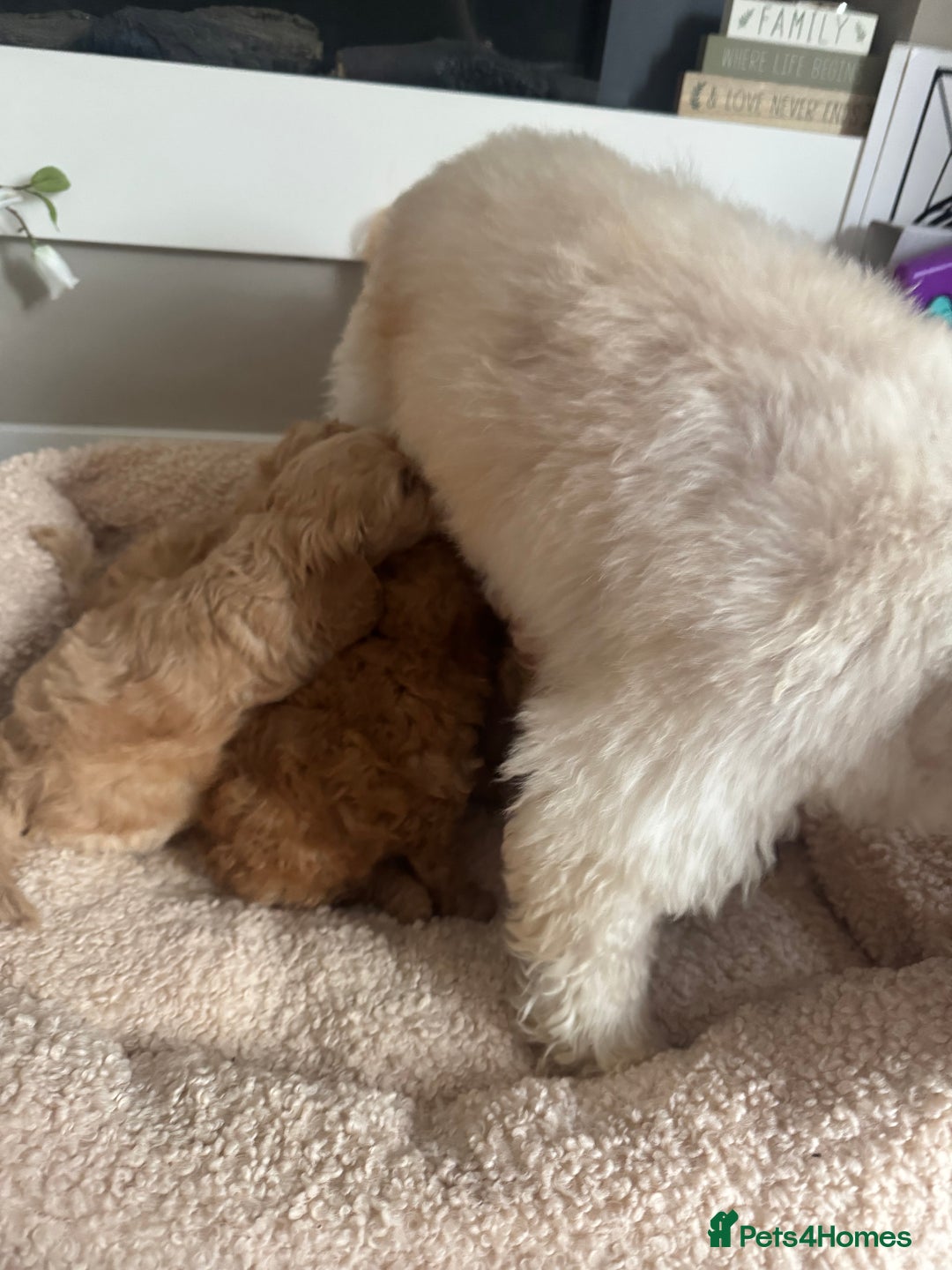 Cockapoo dogs for sale: stunning litter of cockapoo puppies  - Image 12