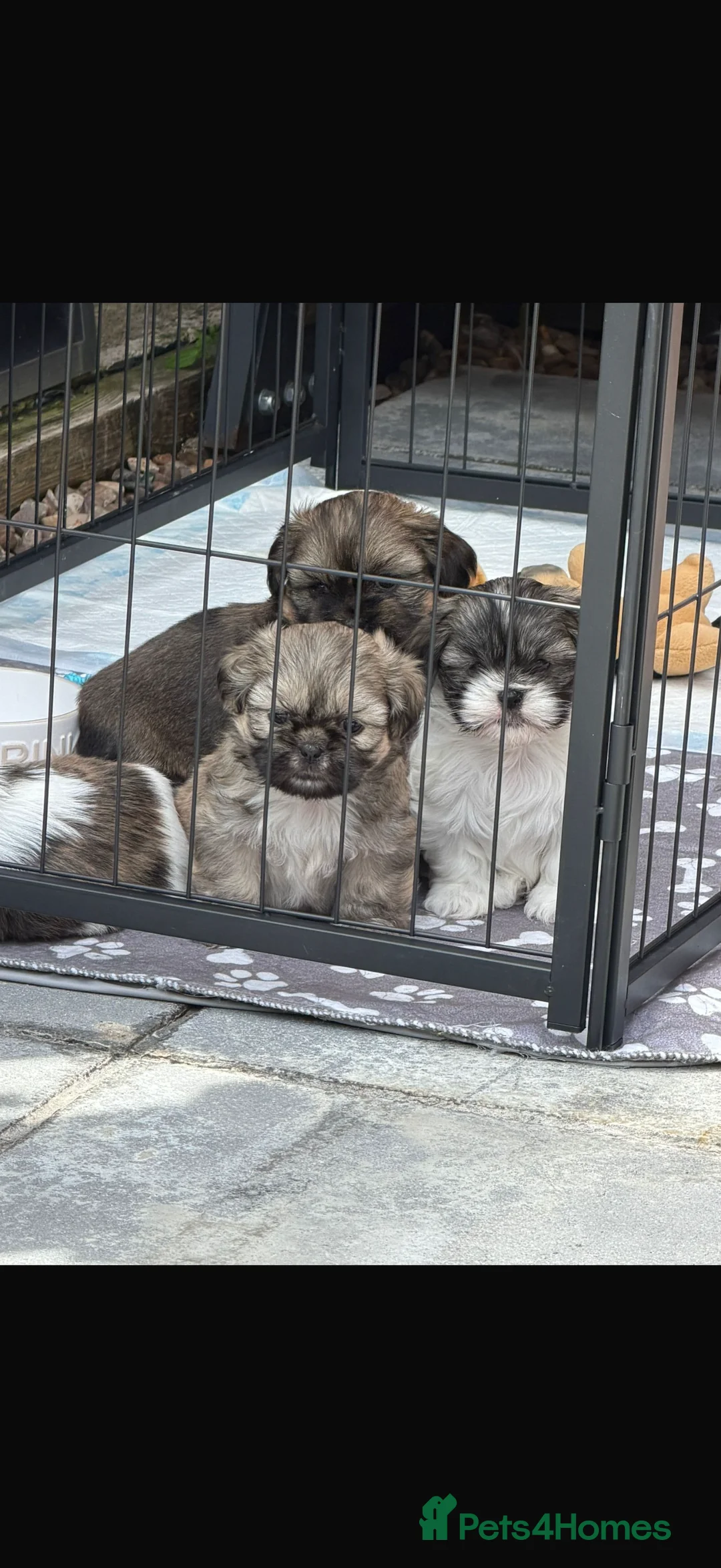 Shih Tzu dogs for sale: Beautiful litter of Shitzu puppies  - Advert 2