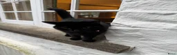 Mixed Breed cats for sale: Skyla - small black cat (5.5 years old) in Abergavenny - Advert 4