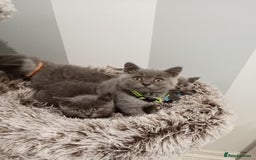Brazilian Shorthair cats for sale: Beautiful blues Bristh short hair - Image 35