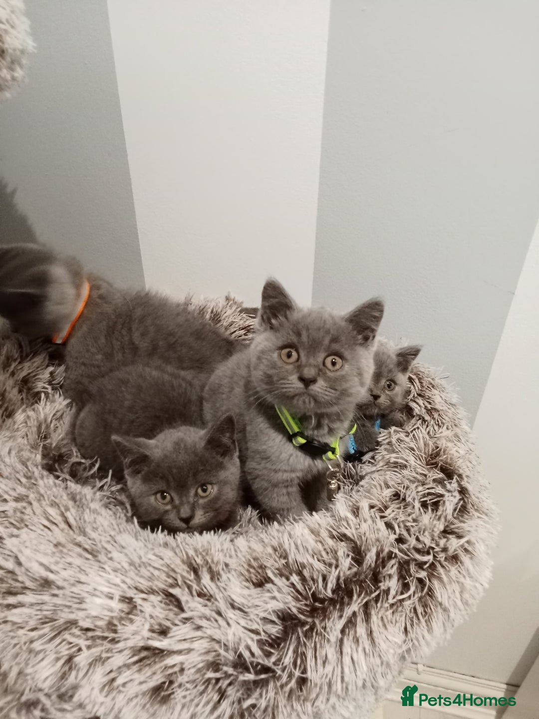 Brazilian Shorthair cats for sale: Beautiful blues Bristh short hair - Image 35