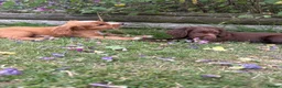 Cocker Spaniel dogs for sale: Cute cocker spaniel babies  in Newport - Advert 13