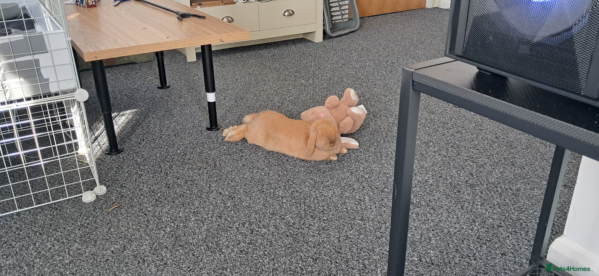 Mini Lop rabbits Neutered male. Need to re-home asap - Advert 1