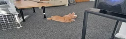Mini Lop rabbits for sale: Neutered male. Need to re-home asap in Clacton-on-Sea - Advert 1