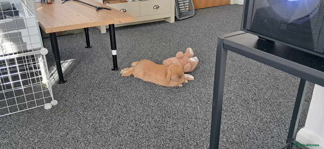 Mini Lop rabbits for sale: Neutered male. Need to re-home asap in Clacton-on-Sea - Advert 1