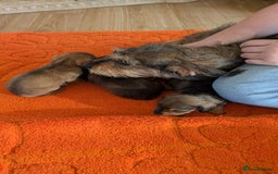 Mixed Breed dogs for sale: 3/4Dachshund X 1/4Jack  - Image 22