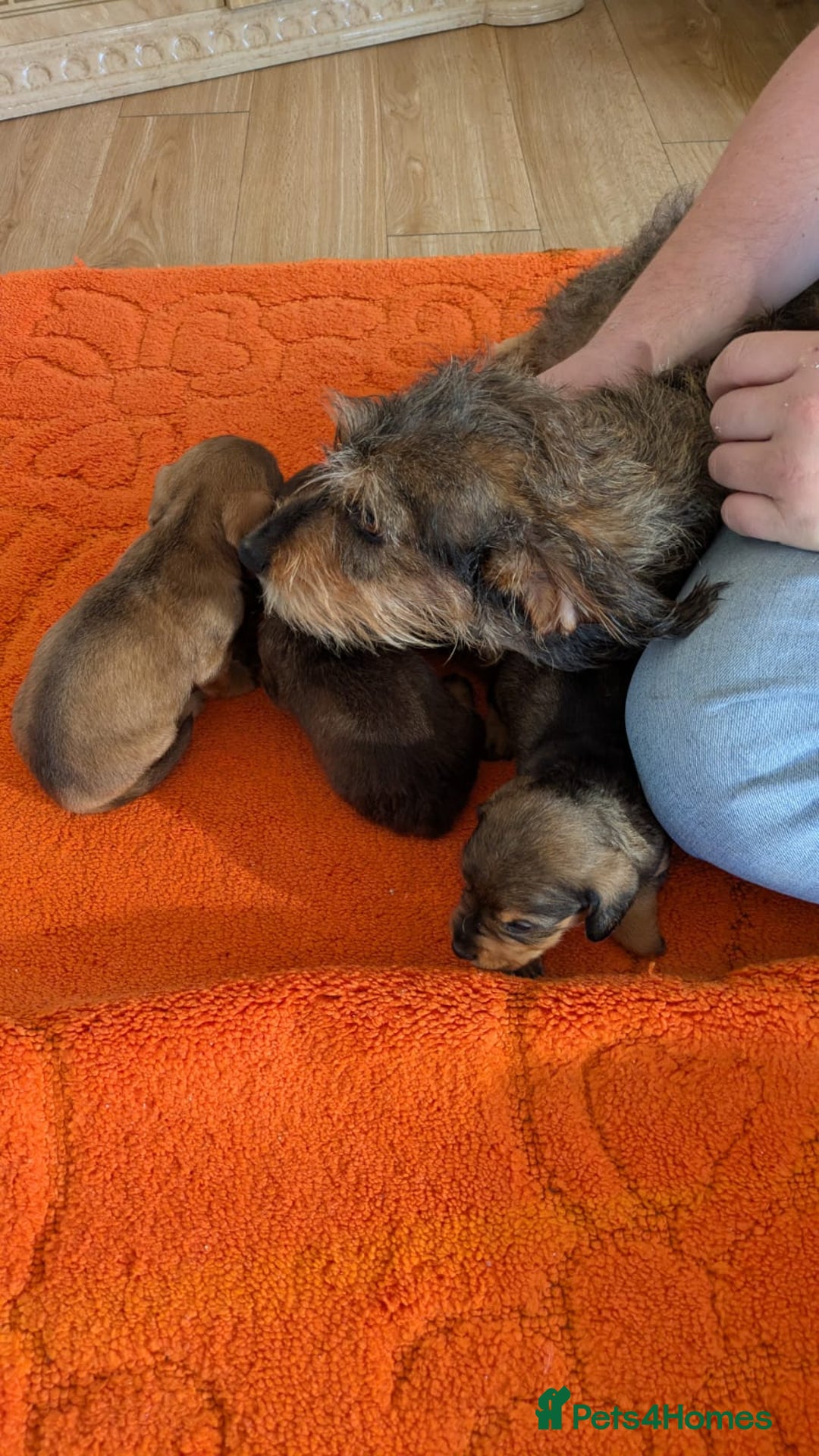 Mixed Breed dogs for sale: 3/4Dachshund X 1/4Jack  - Image 22