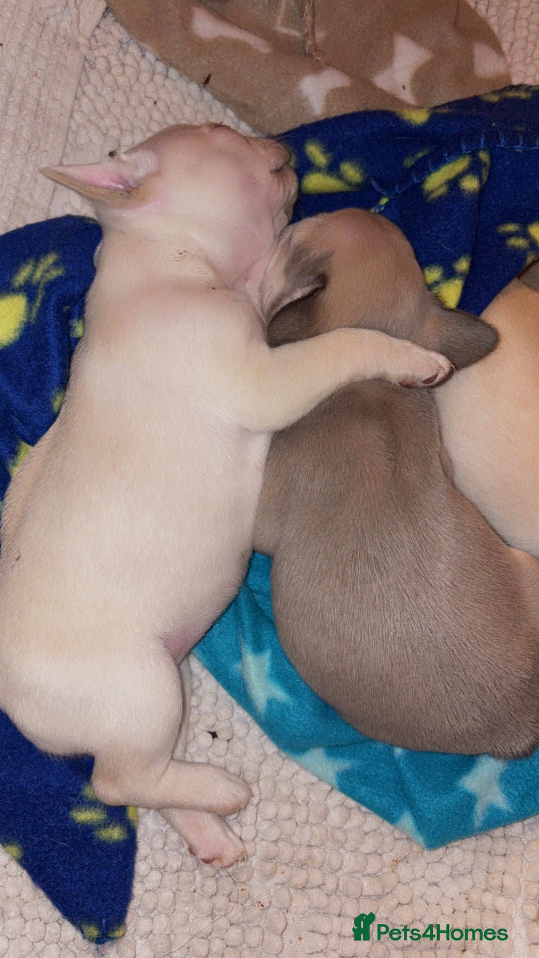 French Bulldog dogs for sale: 3 french bulldog girls  - Advert 3