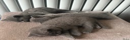 British Shorthair cats for sale: 3 British Shorthair kittens ready for loving home  - Advert 3