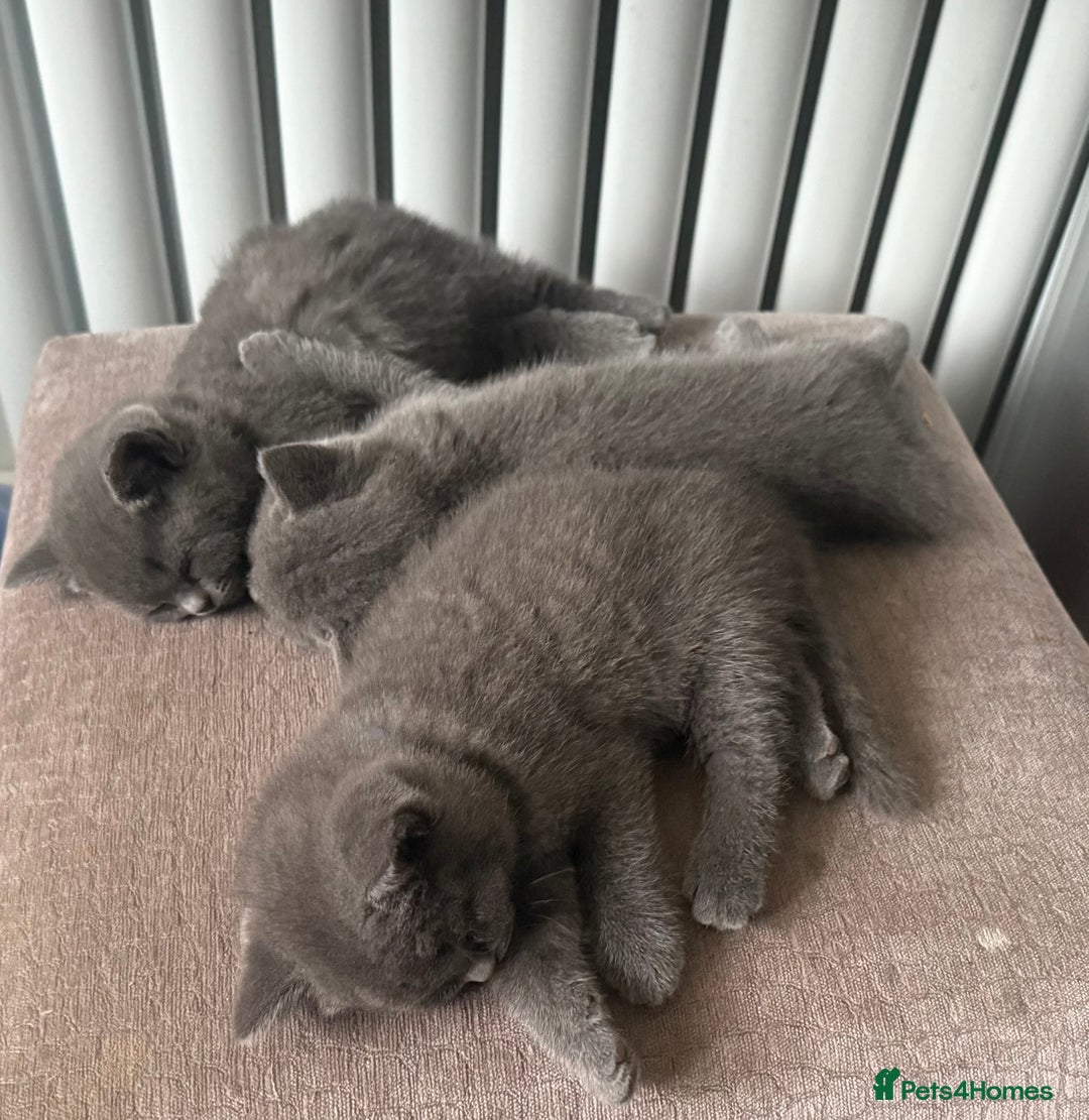 British Shorthair cats for sale: 3 British Shorthair kittens ready for loving home  - Advert 3