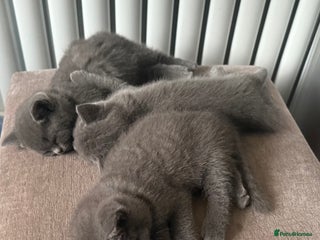 British Shorthair cats 3 British Shorthair kittens ready for loving home - Advert 4