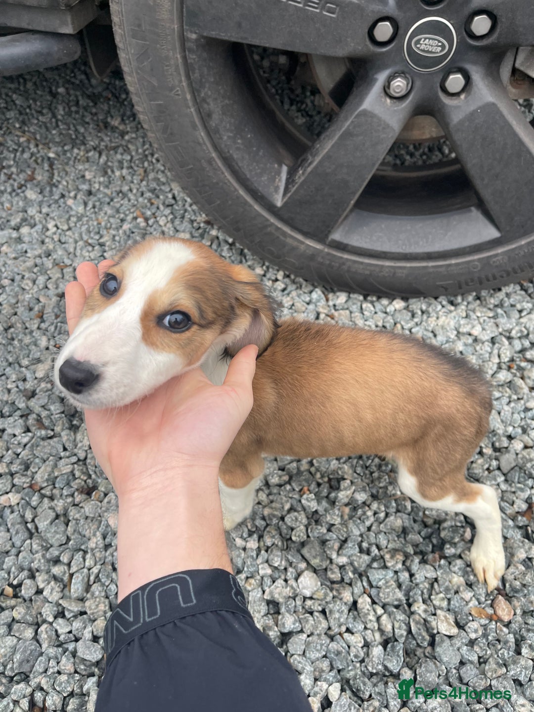 Mixed Breed dogs for sale: Pure saluki-greyhound puppies  - Advert 1