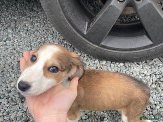 Mixed Breed dogs Pure saluki-greyhound puppies - Advert 1