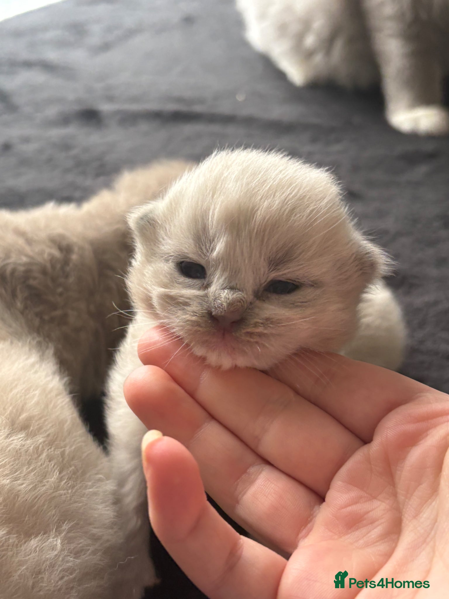 Ragdoll cats Cherubim ragdoll  - Advert 1