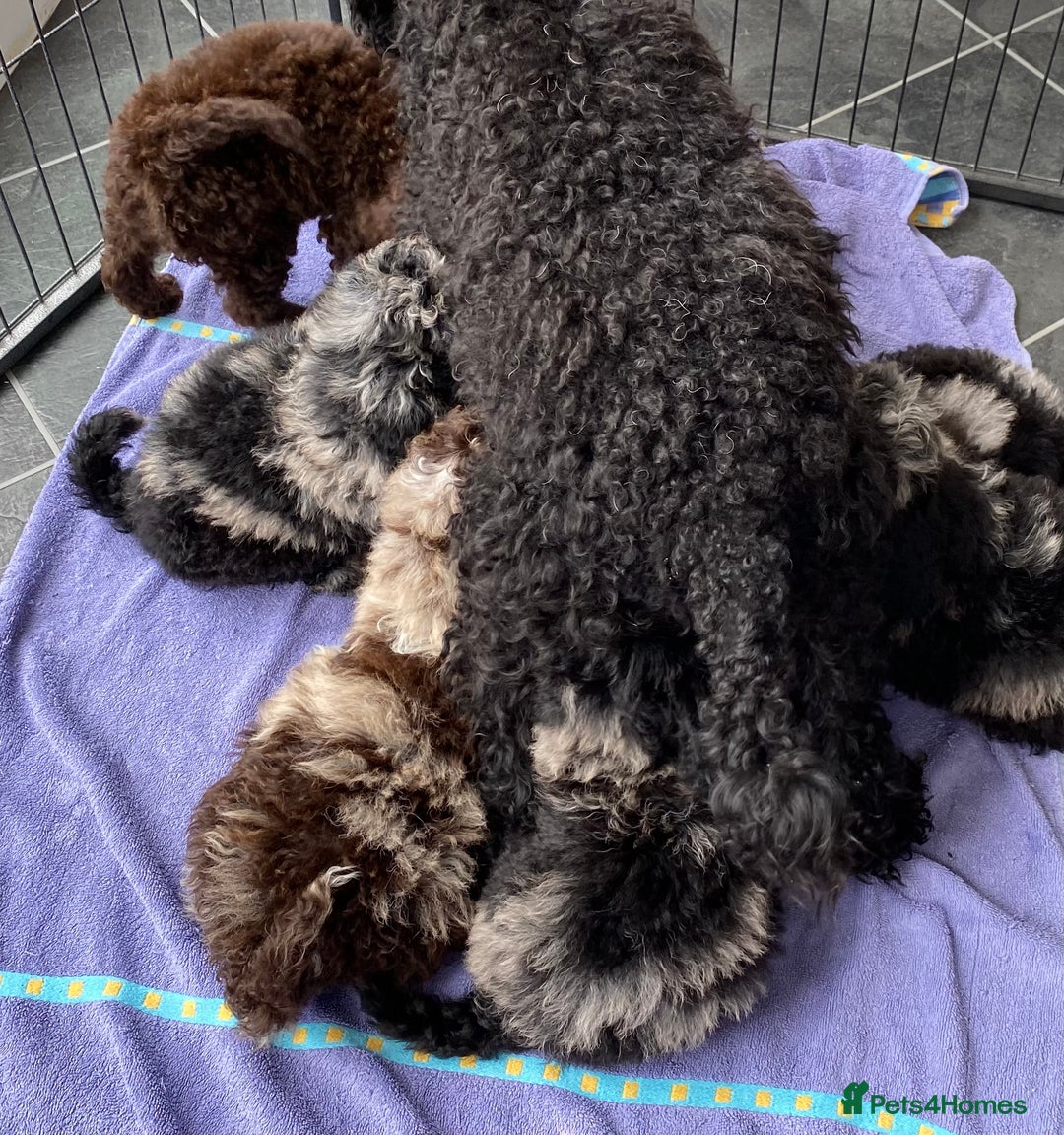 Cockapoo dogs for sale: Beautiful Cockapoos ready now 🏠 🤎 - Image 4