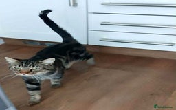 Mixed Breed cats for adoption: TIGGER - Image 2