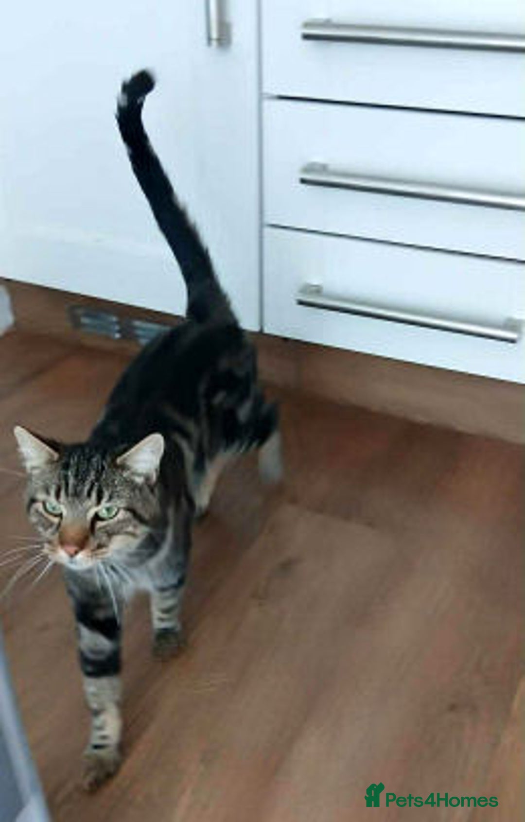 Mixed Breed cats for adoption: TIGGER - Image 2