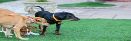 Mixed Breed dogs for adoption: Lovely Little Lotus - Advert 9