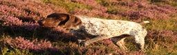 German Shorthaired Pointer dogs for stud: Excellent example Gsp kc and health tested. STUD in Lancaster - Advert 22