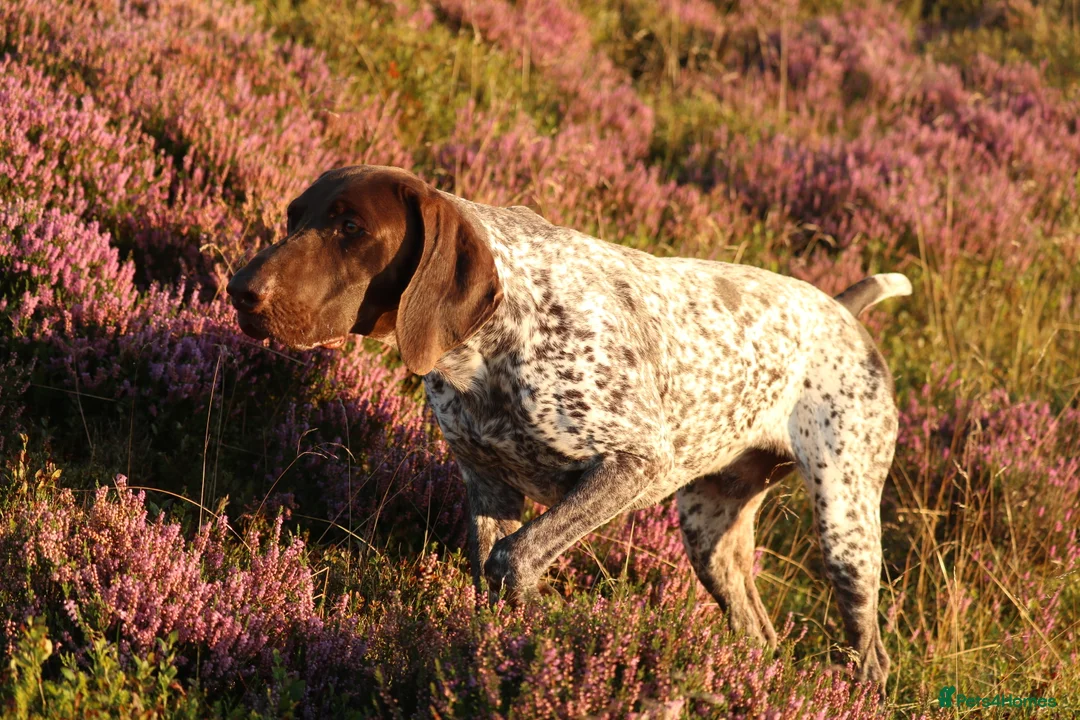 German Shorthaired Pointer dogs for stud: Excellent example Gsp kc and health tested. STUD in Lancaster - Advert 22