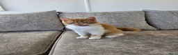 Mixed Breed cats for sale: 2x boy ginger white 16 weeks old must go together  - Advert 4