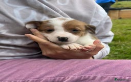 Mixed Breed dogs for sale: Beautiful Border Collie pups - Image 16