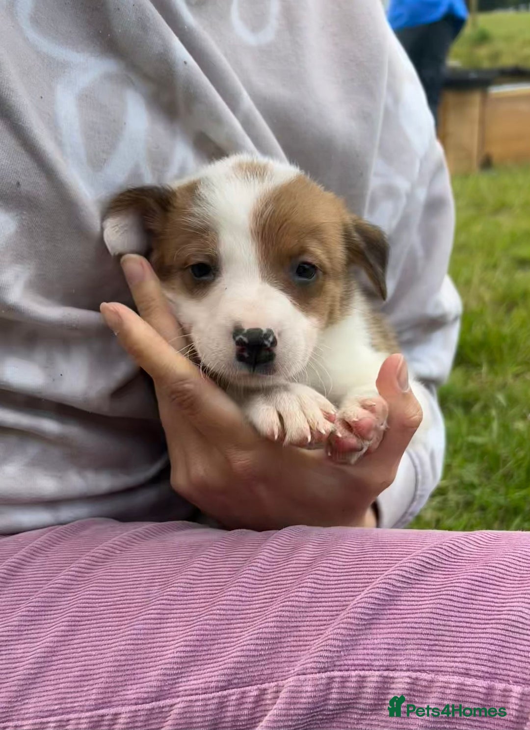 Mixed Breed dogs for sale: Beautiful Border Collie pups - Image 16