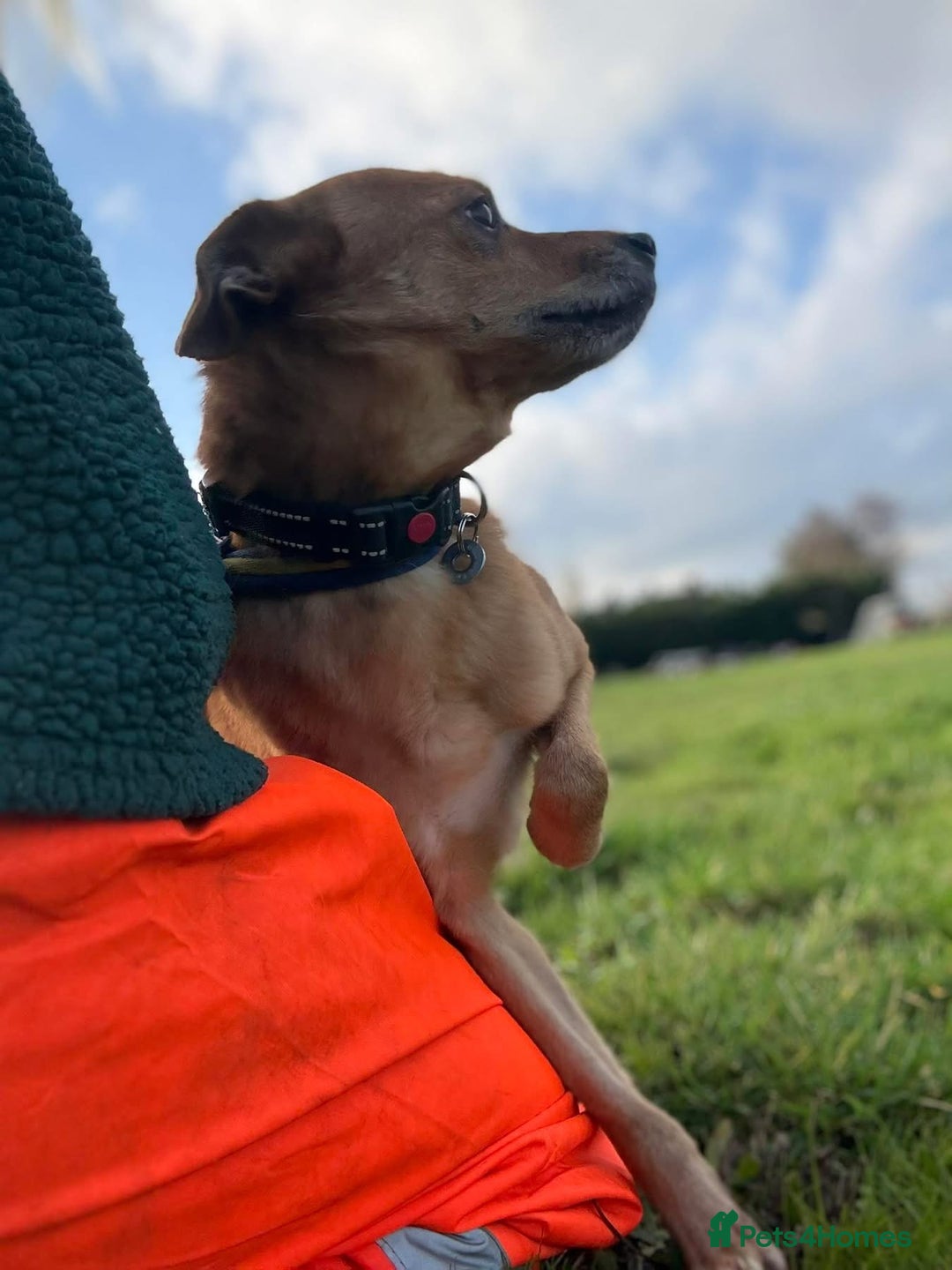 Mixed Breed dogs for adoption: Fry - Norwich Norfolk  - Advert 11