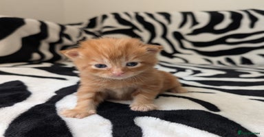 Mixed Breed cats - Advert 6