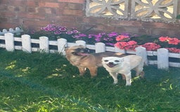 Chihuahua dogs for sale: Chihuahua Pup for Sale - Image 11