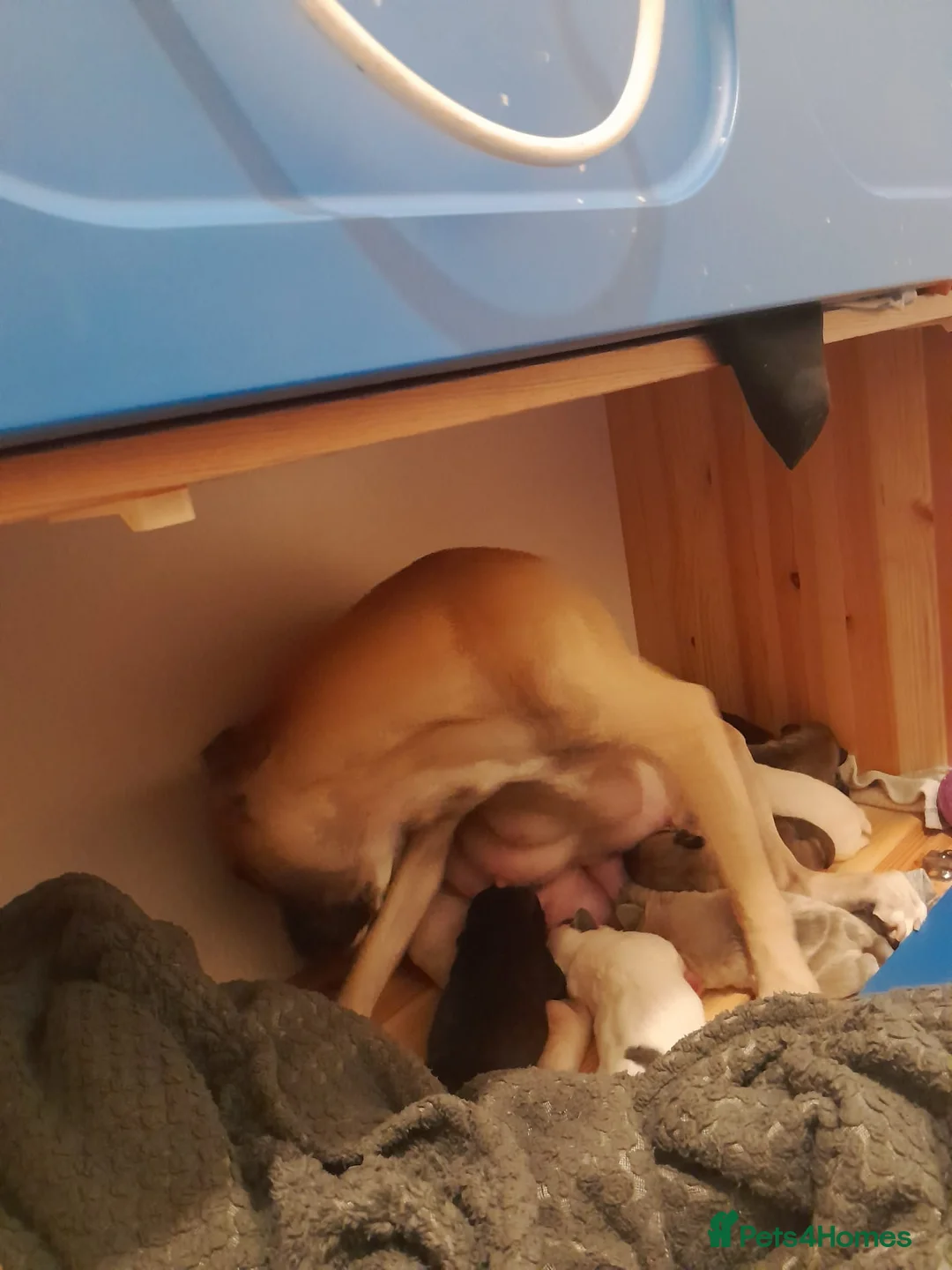 Mixed Breed dogs for sale: Mixed breed puppies - Advert 2