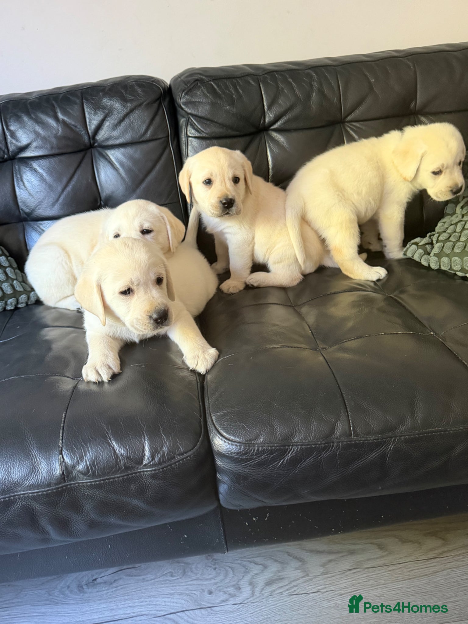 Labrador Retriever dogs 🐾 Chunky Labrador Puppies ready soon🐾 - Advert 2