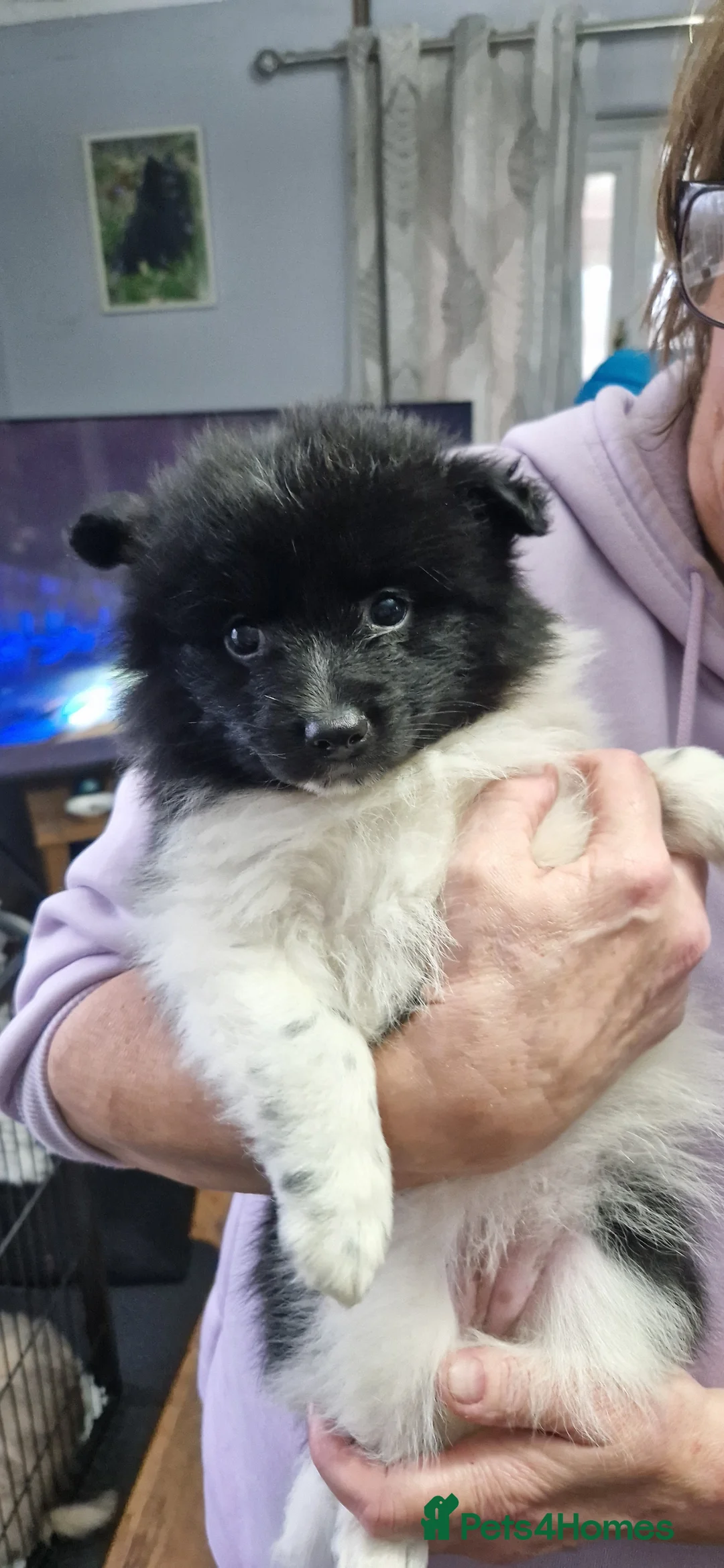 German Spitz dogs for sale: German spitz Mittel - Advert 14