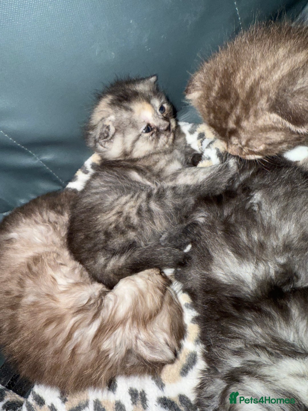 Scottish Fold cats for sale: Stunning Rainbow litter ready for  **   - Advert 34