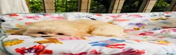 Maltipoo dogs for sale: * Sweet Korean Maltipoo Girl * - Advert 14