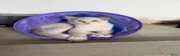 Ragdoll cats for sale: 🐾 Reluctantly Looking for Loving Forever Homes 🐾 in Axminster - Advert 10