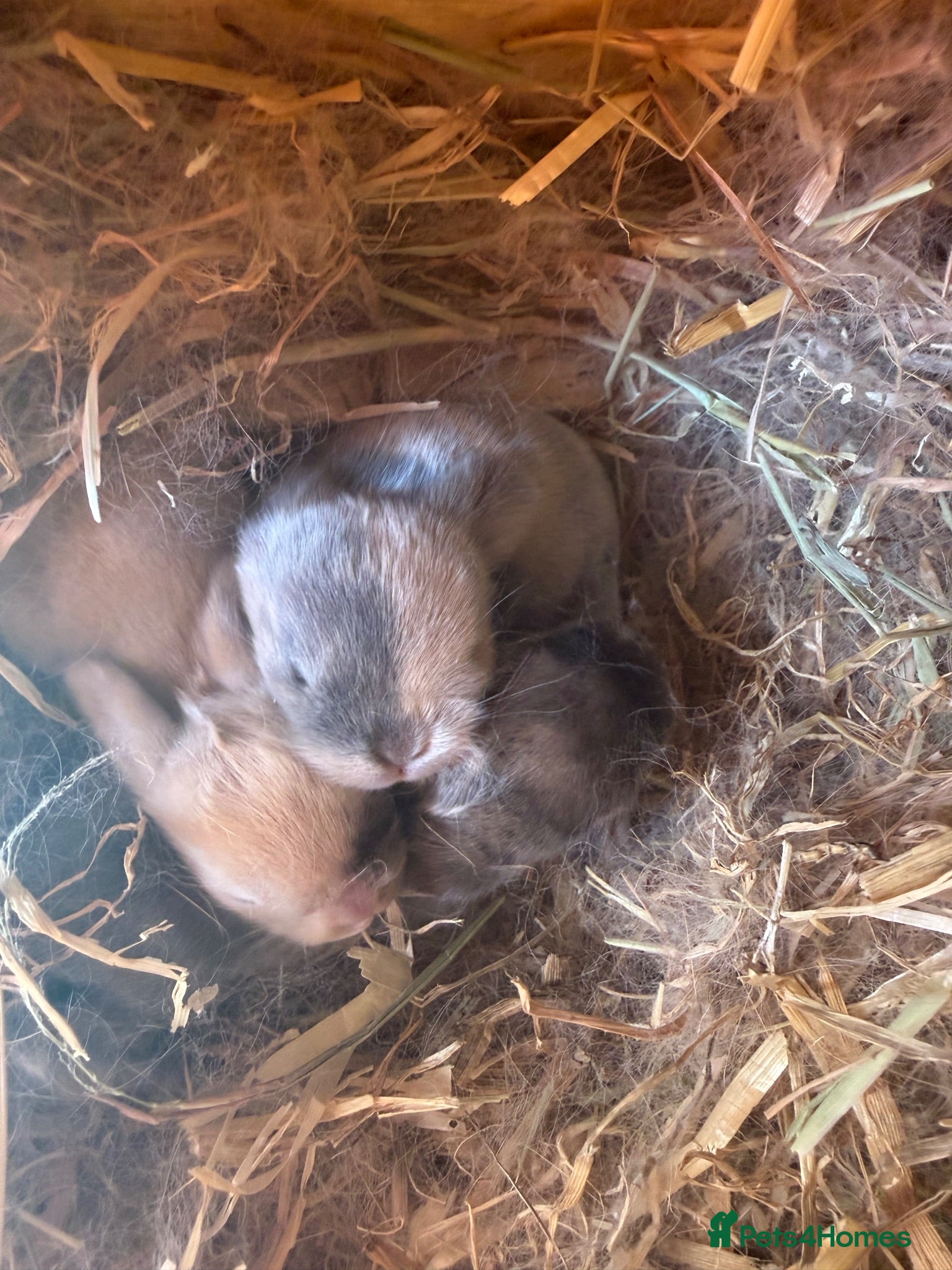 Mini Lop rabbits Minilops  - Advert 15