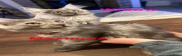 Maine Coon cats for sale: Mainecoon Kittens - Advert 4