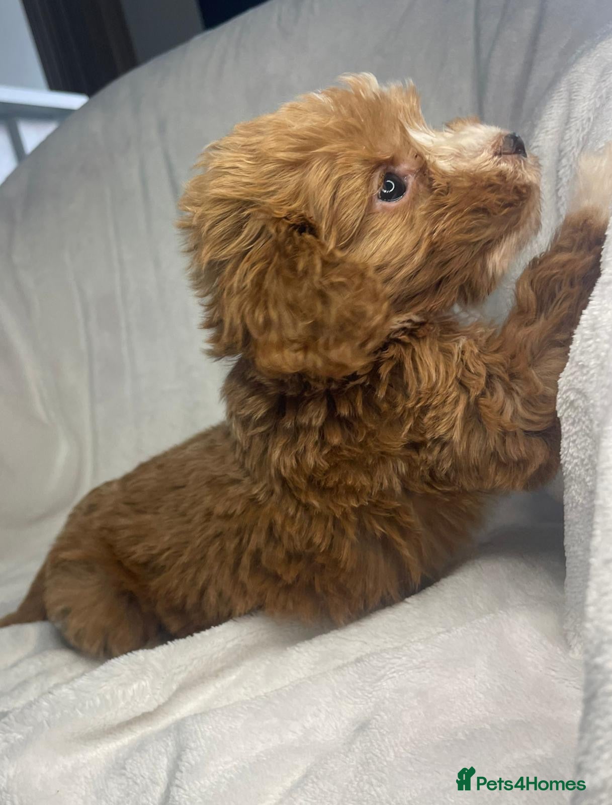 Cockapoo dogs 5 Stunning F1 Red Cockapoos (Health Tested) ❤️ - Advert 2
